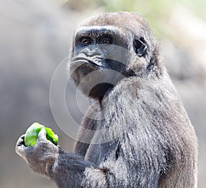 Gorilla eating apple