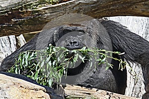 Gorilla eating food