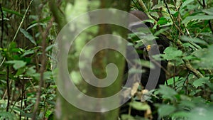 a gorilla eating fruit in the African forest