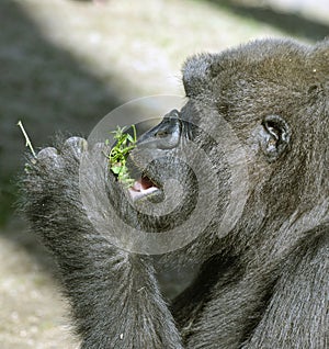 Gorilla eating grass
