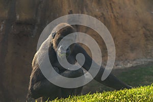 Gorilla eating grass
