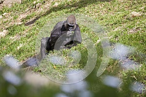 Gorilla eating grass