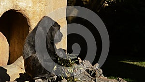 Gorilla eating leaves a sunny day