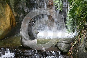 Gorilla Eating in Natural Habitat