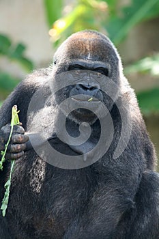Gorila comer ensalada 