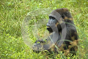 Gorilla Eating Some Grass