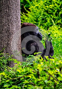 Gorilla eating under a tree