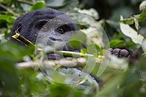A gorilla eats leaves in the Impenetrable Forest