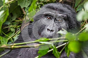 A gorilla eats leaves in the Impenetrable Forest