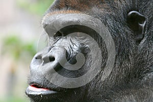 Gorilla face