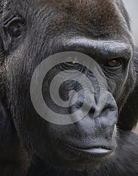 Gorilla face closeup and personal
