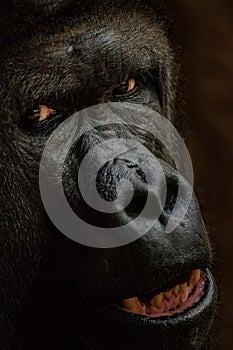 Gorilla face from closeup. Staring danger animal. Closeup big ape.