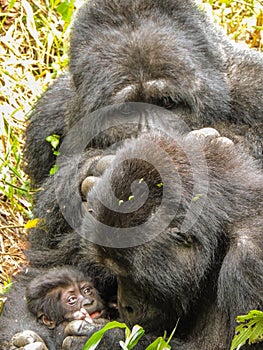 Gorilla familly mom, one month old baby and a big silverback male in the wild, in Bwindi, Uganda