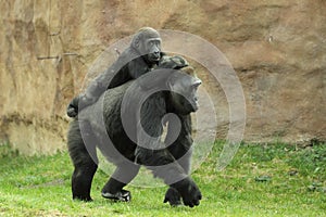 Gorilla family photo