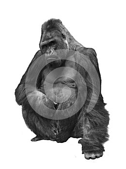 Gorilla, the family of primates on white background