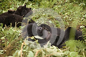 Gorilla family in Rwanda photo