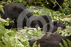 Gorilla family in Rwanda photo