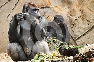 Gorilla family at Taronga Zoo