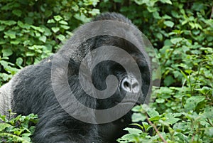 Gorilla in the forest