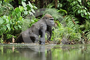 Gorilla in Gabon, lowland gorilla