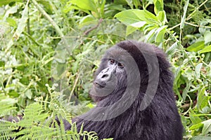 Gorilla glance photo