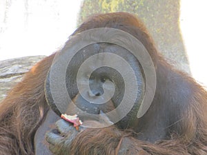 Gorilla gorgeous face eating chillin photo