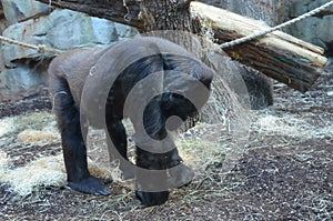 Gorilla - Gorilla gorilla in Frankfurt zoo