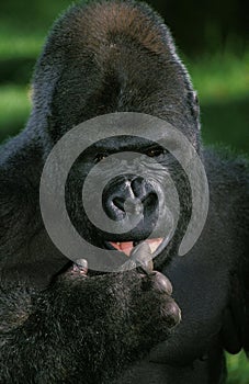 Gorilla, gorilla gorilla, Portrait of Silverback Adult Male, Funny Face