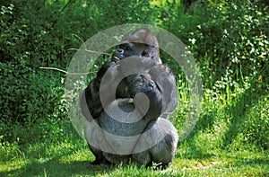 Gorilla, gorilla gorilla, Silverback Adult Male standing on Grass, eating Bark from Branch