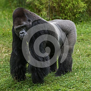 Gorilla in grass