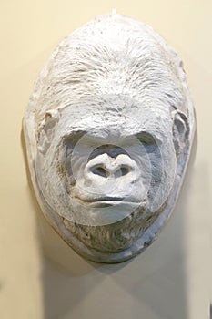 Gorilla head made of plaster for taxidermy