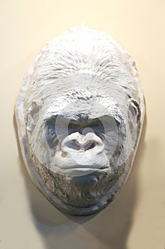 Gorilla head made of plaster for taxidermy