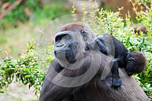 Gorilla and her baby