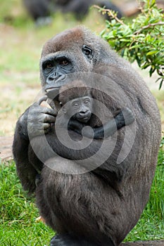 Gorilla and her baby