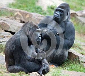 Gorilla and her baby