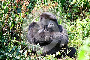 Gorilla and her baby