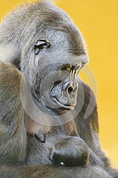 Gorilla with her young portrait