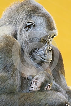 Gorilla with her young portrait