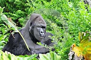 Gorila ocultación en la jungla 