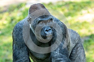 Gorilla