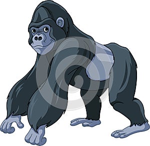 Gorilla photo
