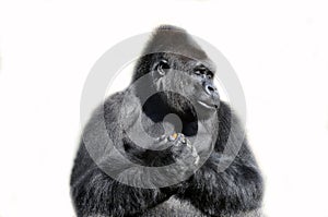 Gorilla isolated in white