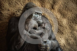 Gorilla and its baby