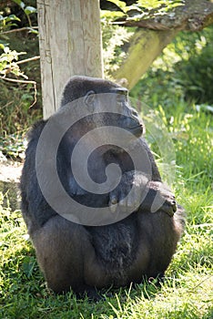 Gorilla at Jersey wildlife preservation trust