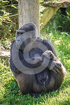 Gorilla at Jersey wildlife preservation trust