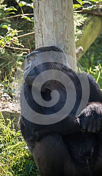 Gorilla at Jersey wildlife preservation trust