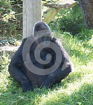 Gorilla at Jersey wildlife preservation trust with its baby