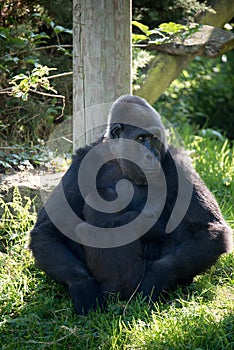 Gorilla at Jersey wildlife preservation trust with its baby