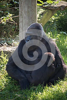 Gorilla at Jersey wildlife preservation trust with its baby