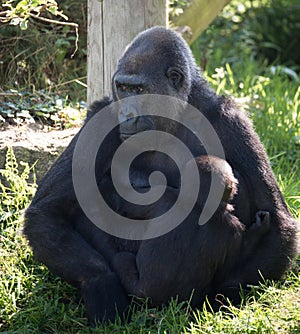 Gorilla at Jersey wildlife preservation trust with its baby